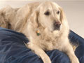 Commerical Grade Blue Waterproof Dog Bed & Cosy Bed