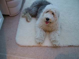 Wool Cat & Dog Bed