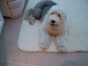 British Wool Pet Mat - Wool Cat Bed Wool Dog Bed