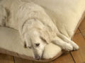 Merino Wool Dog Bed