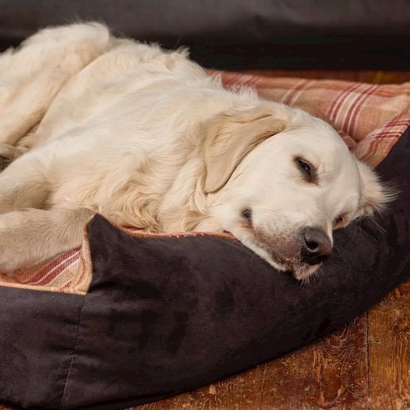 Luxury Dog Beds for Labradors & Large Breeds