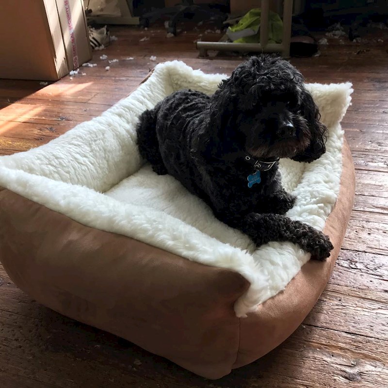 What size dog bed